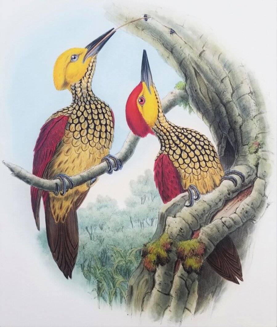 Chrysocolaptes Xanthocephalus (Yellow-faced flameback)
