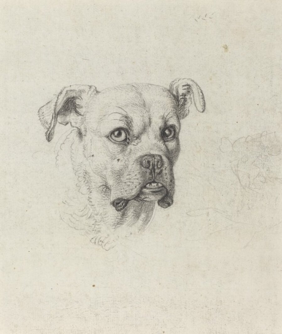 A Boxer