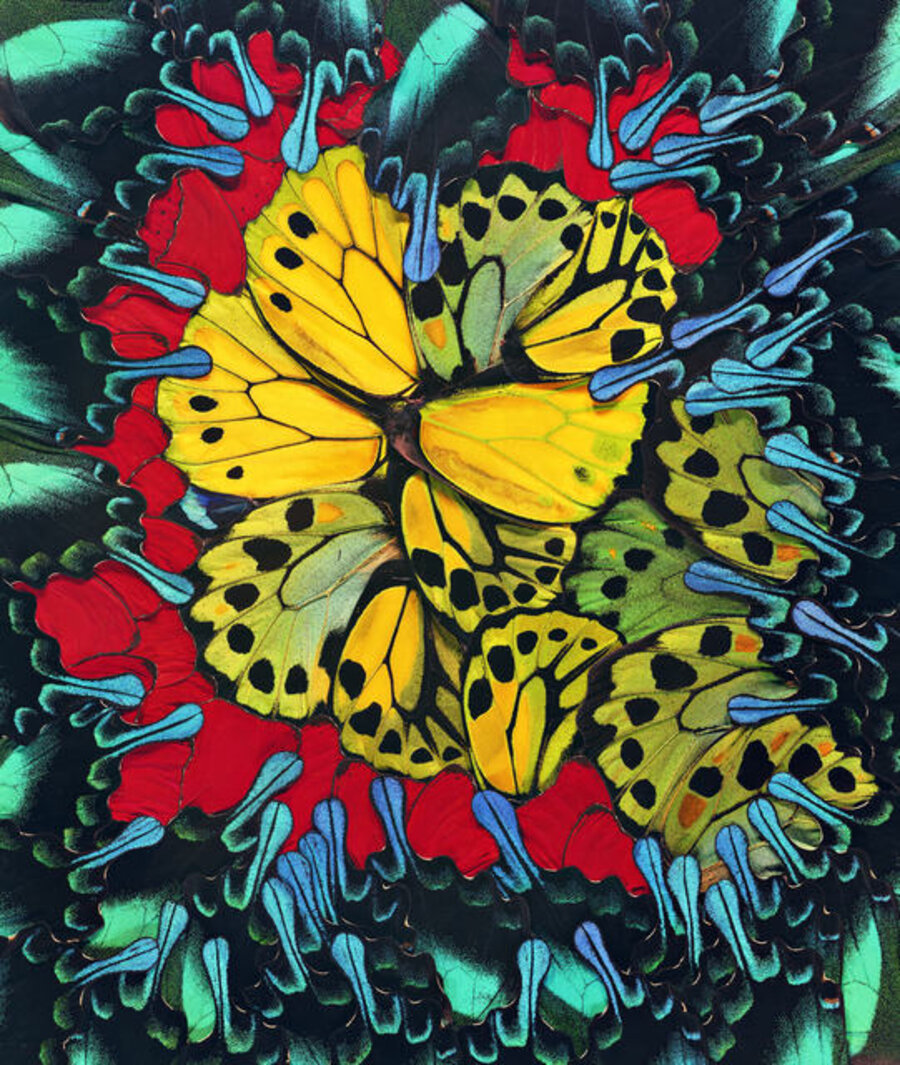Lotus
