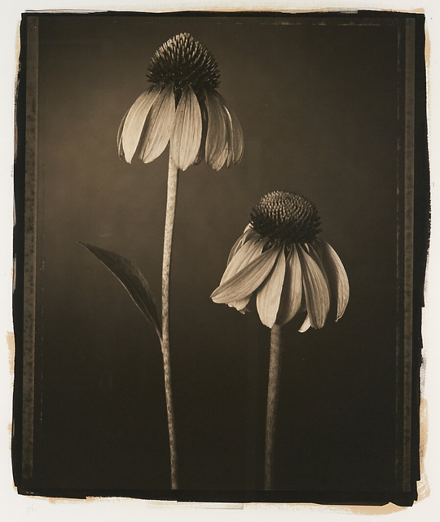 Echinacea