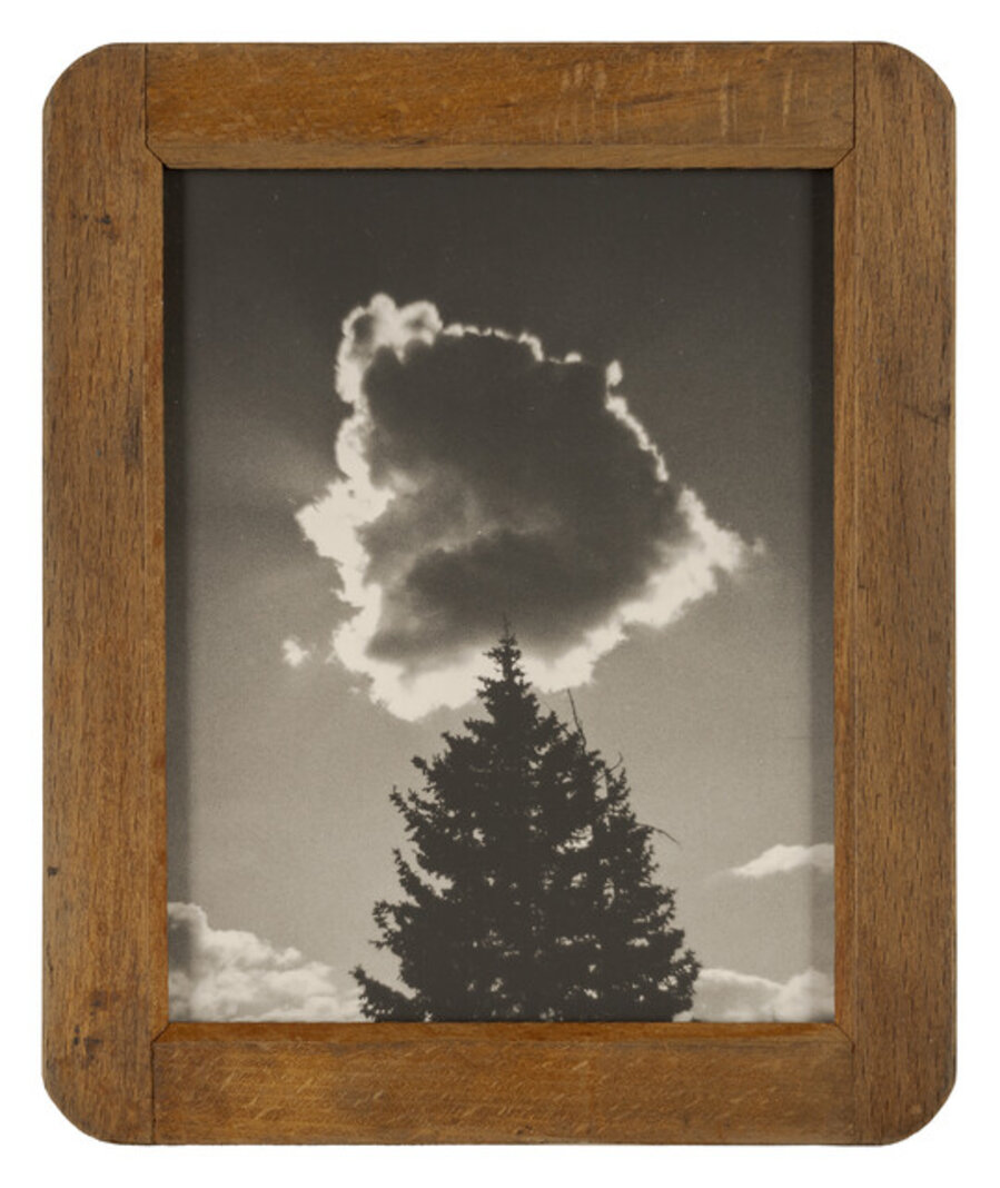 Pine with Cloud