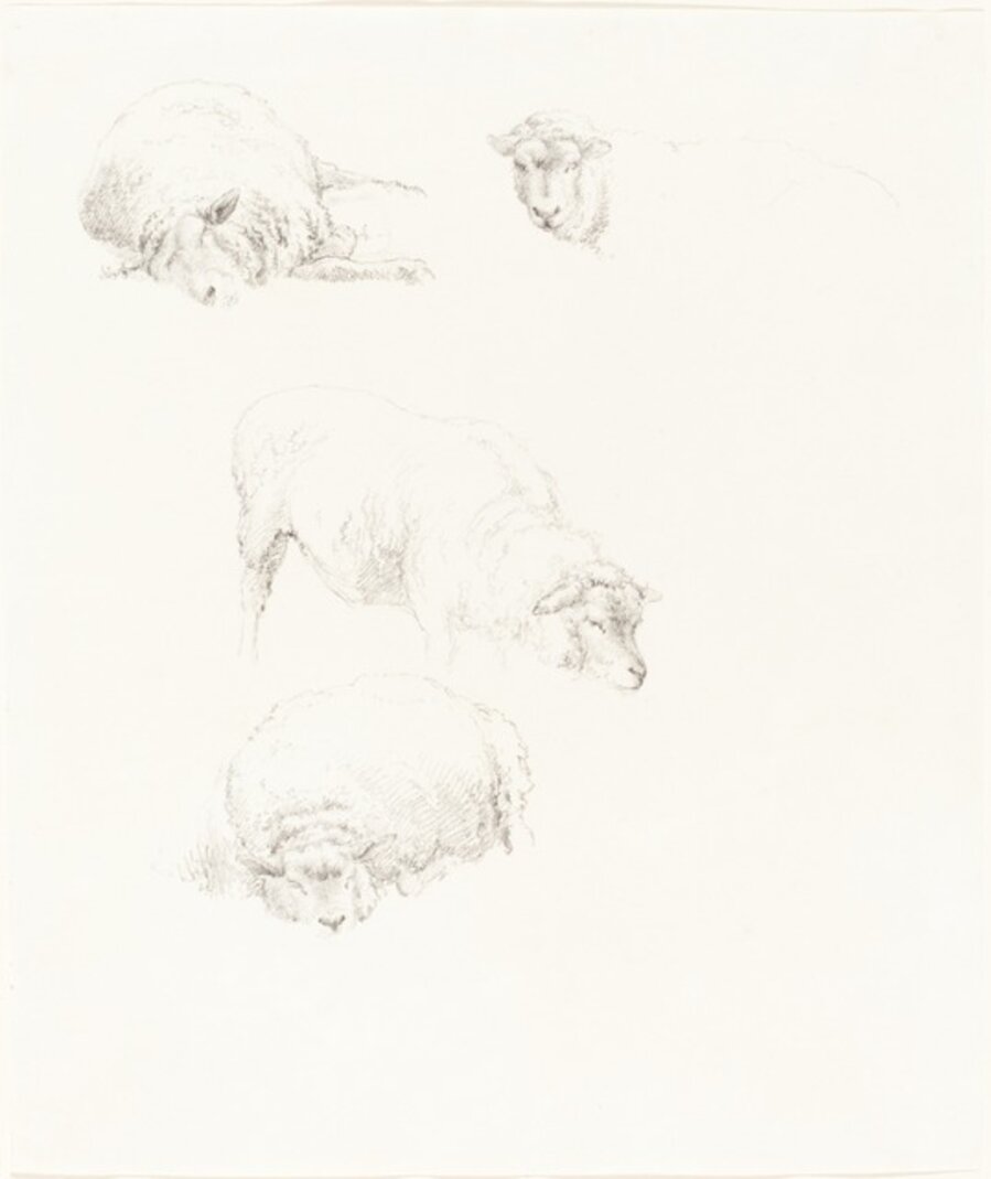 Studies of Sheep