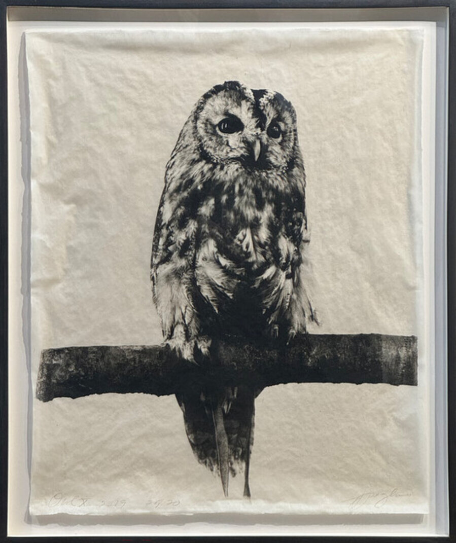Owl X