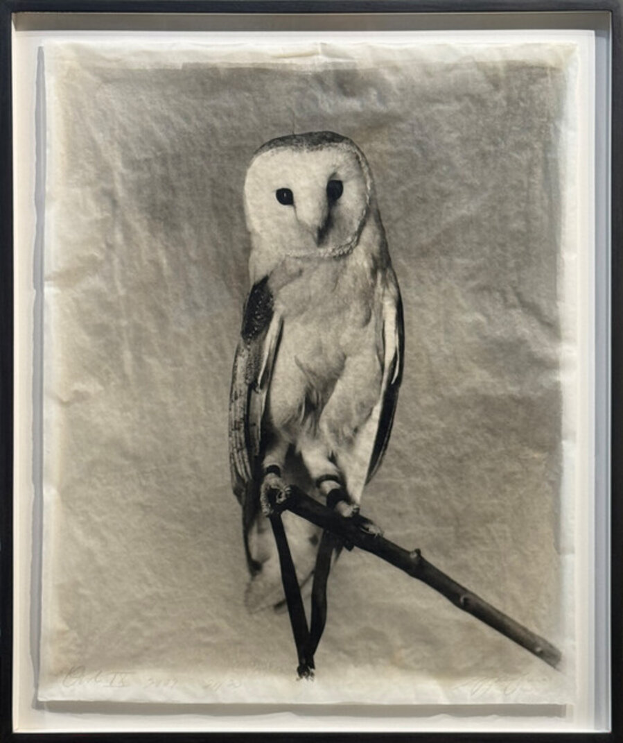 Owl IX