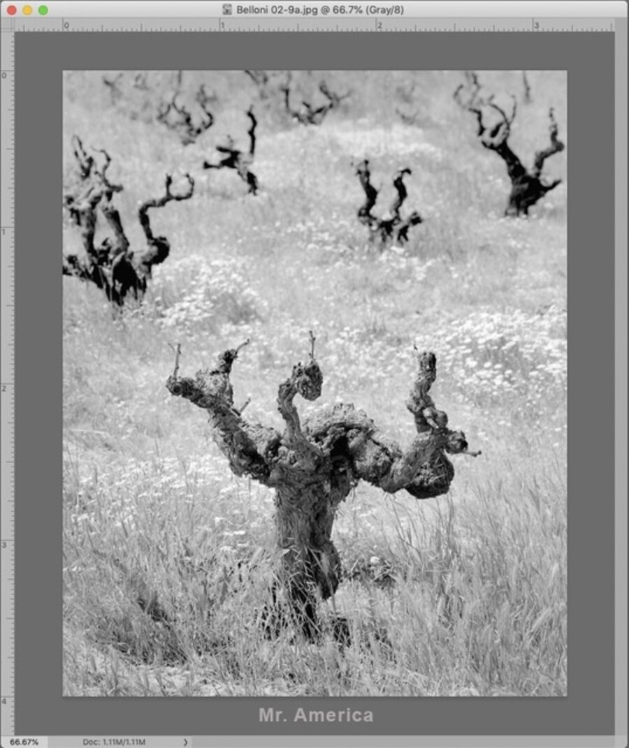 Old Vine Zinfandel (Mr. America)