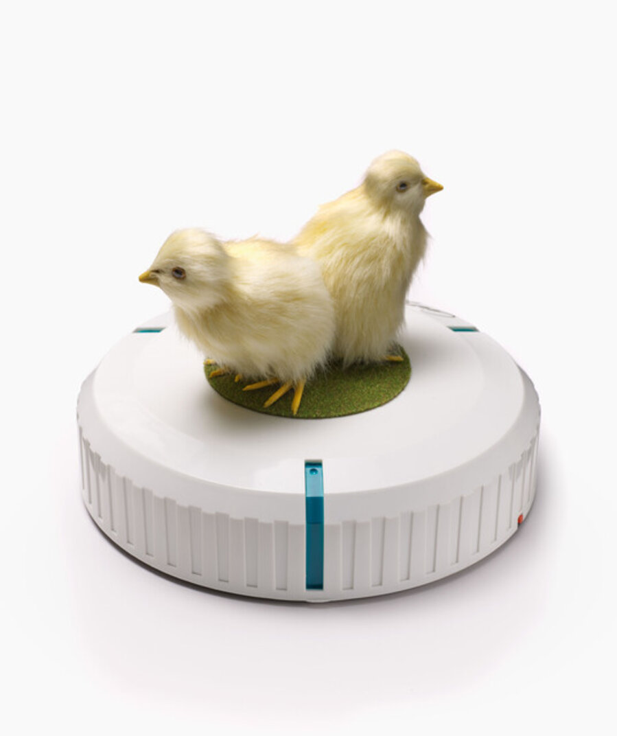 Rumba 1: Incubator