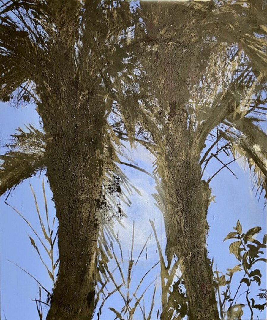 Palm Trees from the Phoenix Dactylifera