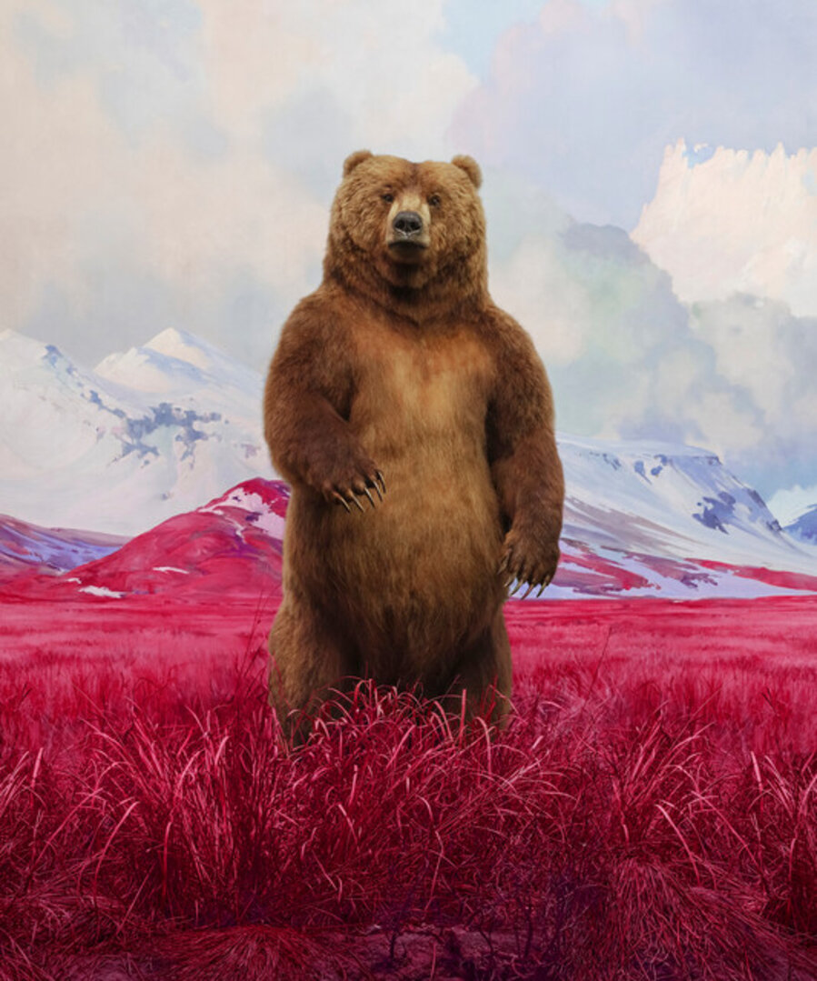 Bear XL