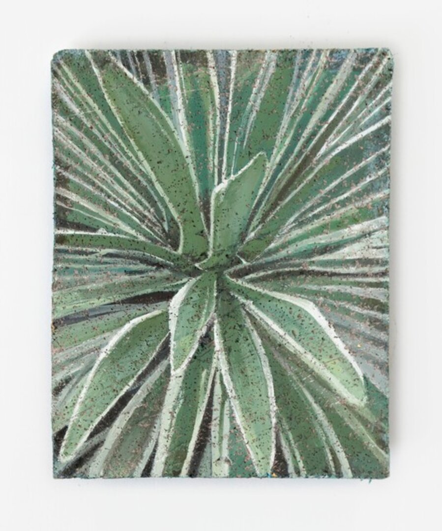 Exotic Invasive (Agave Angustifolia)