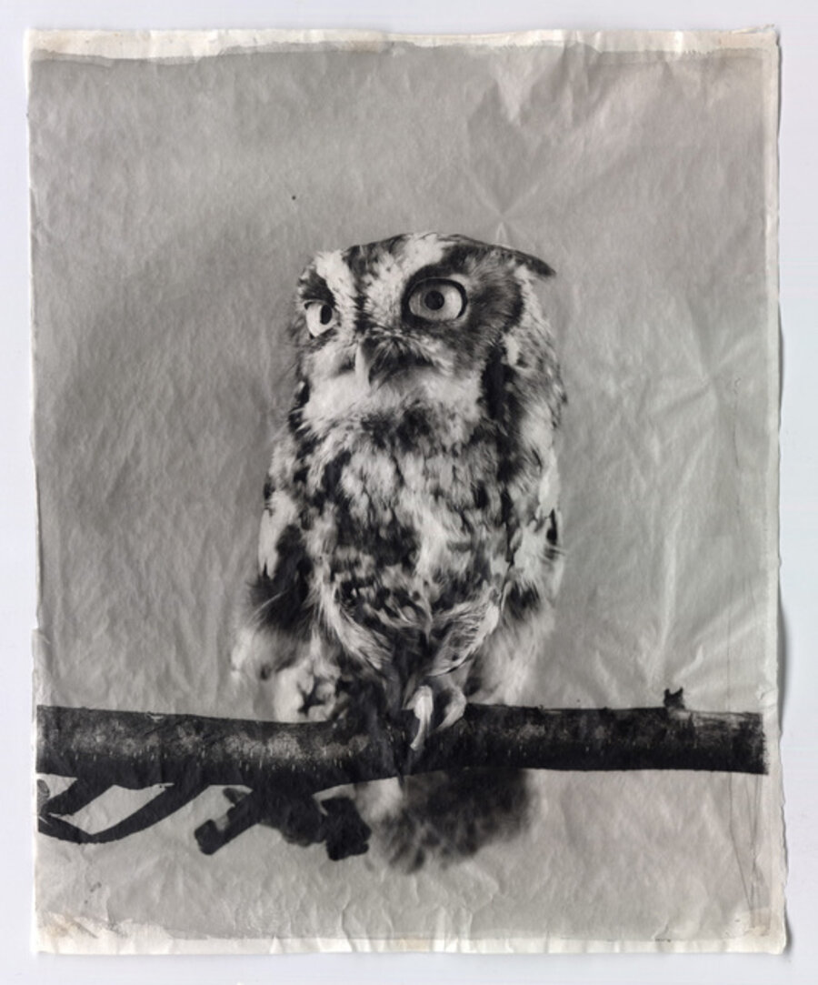 Owl XIII