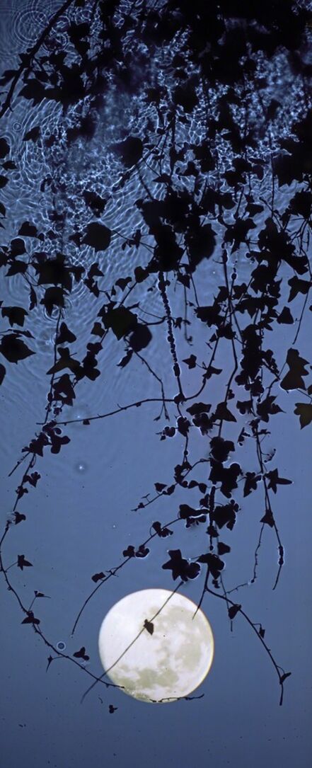 Susan Derges, ‘Full Moon Ivy’, 2012