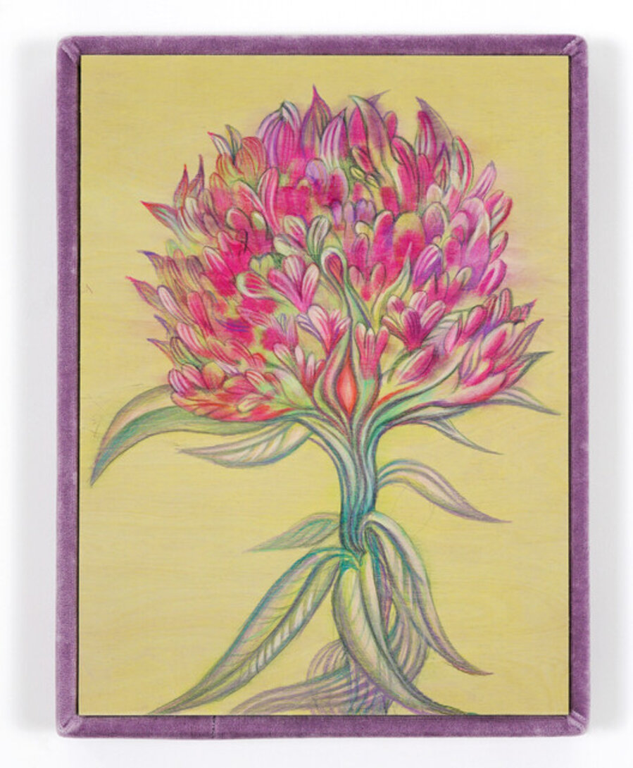Plant Parenthood/Fertility (Red Clover)