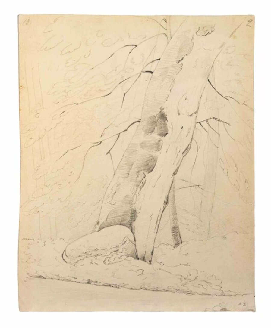 Tree of Life