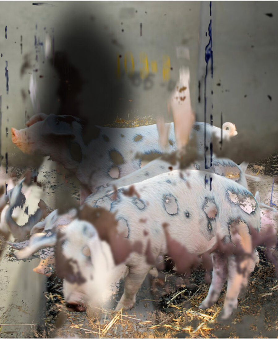 Swine