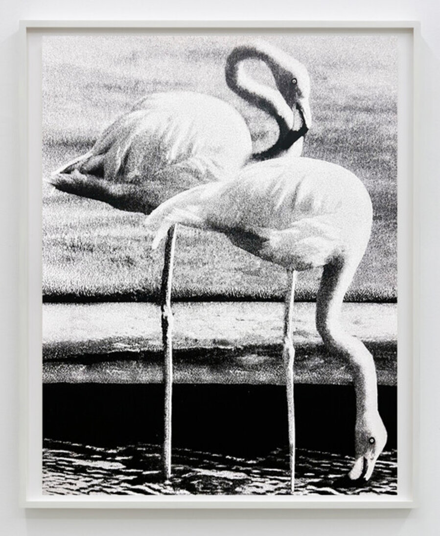 Zwei Flamingos