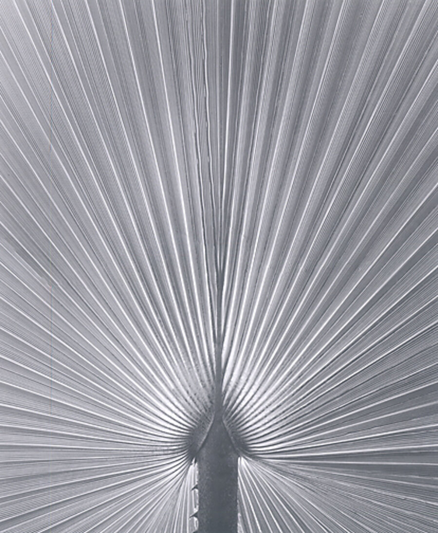 Palm Frond, Florida