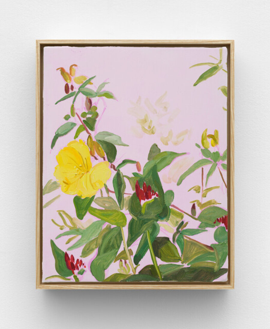 Evening Primrose