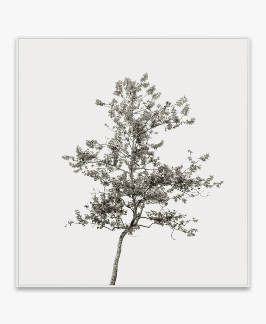 Tree Portrait #32