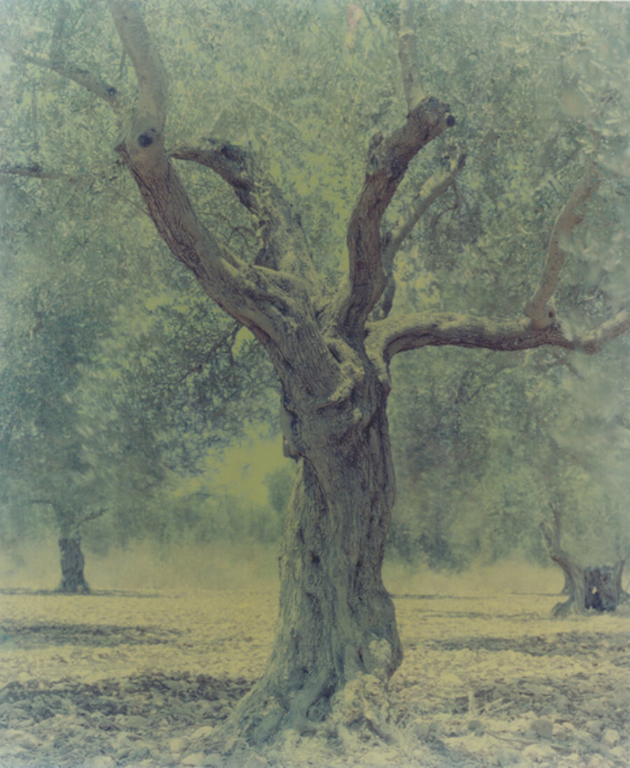Ghost, Olive 21