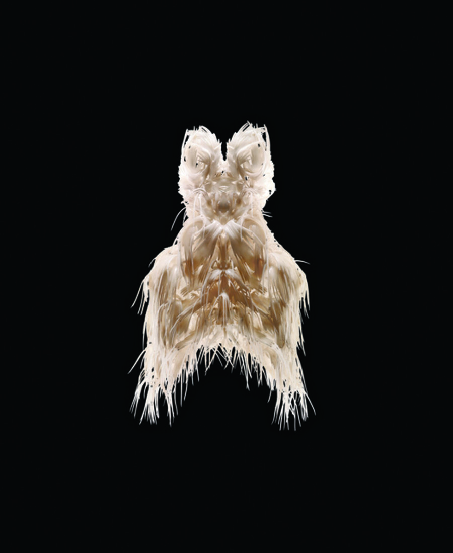 Biopiracy Dress
