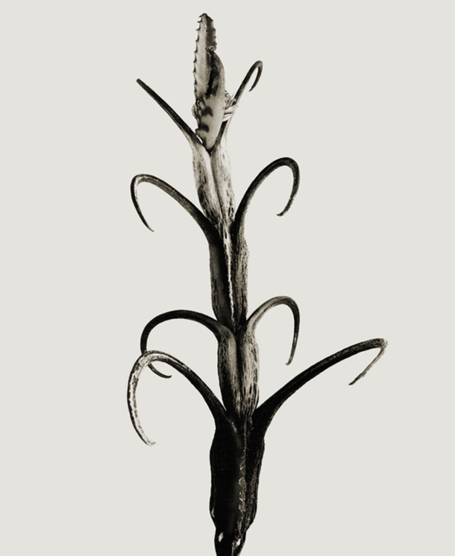 Licovornus punxis