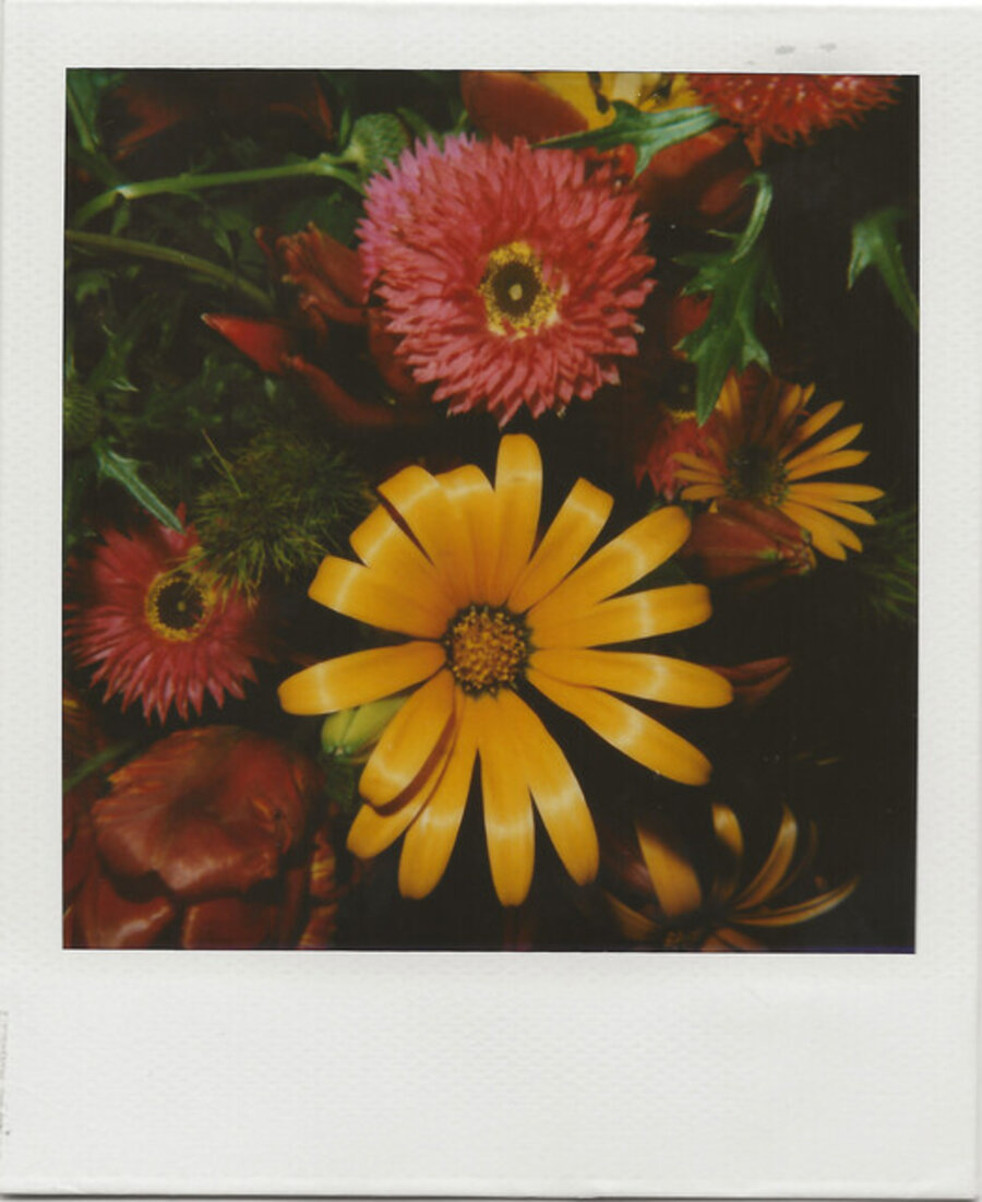 Polaroid