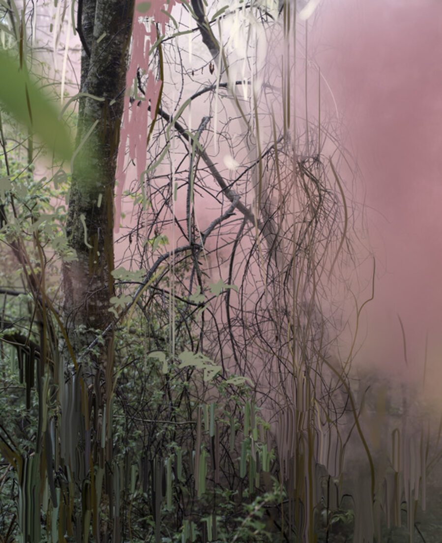Untitled (Forest 14)
