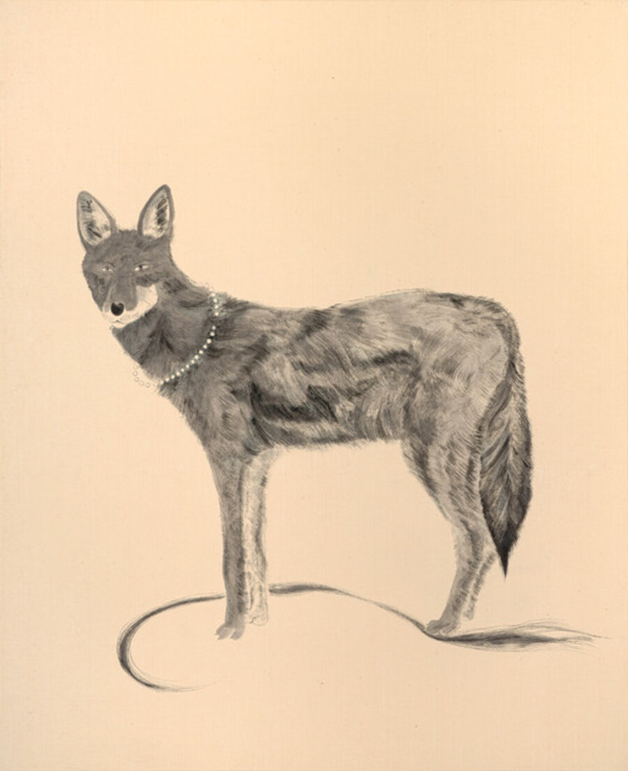 Coyote