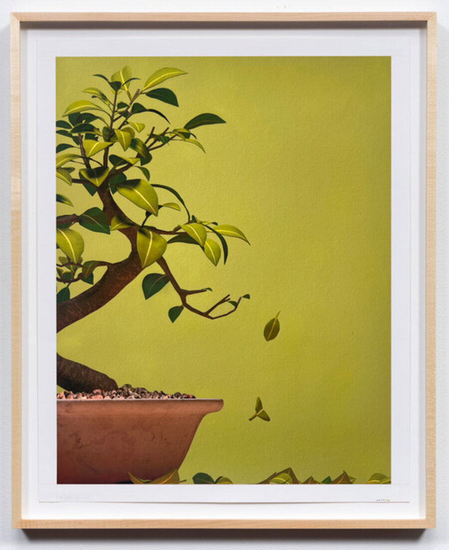 Bonsai Study