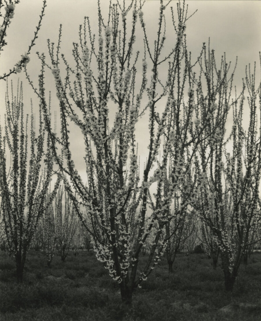Apple Blossoms