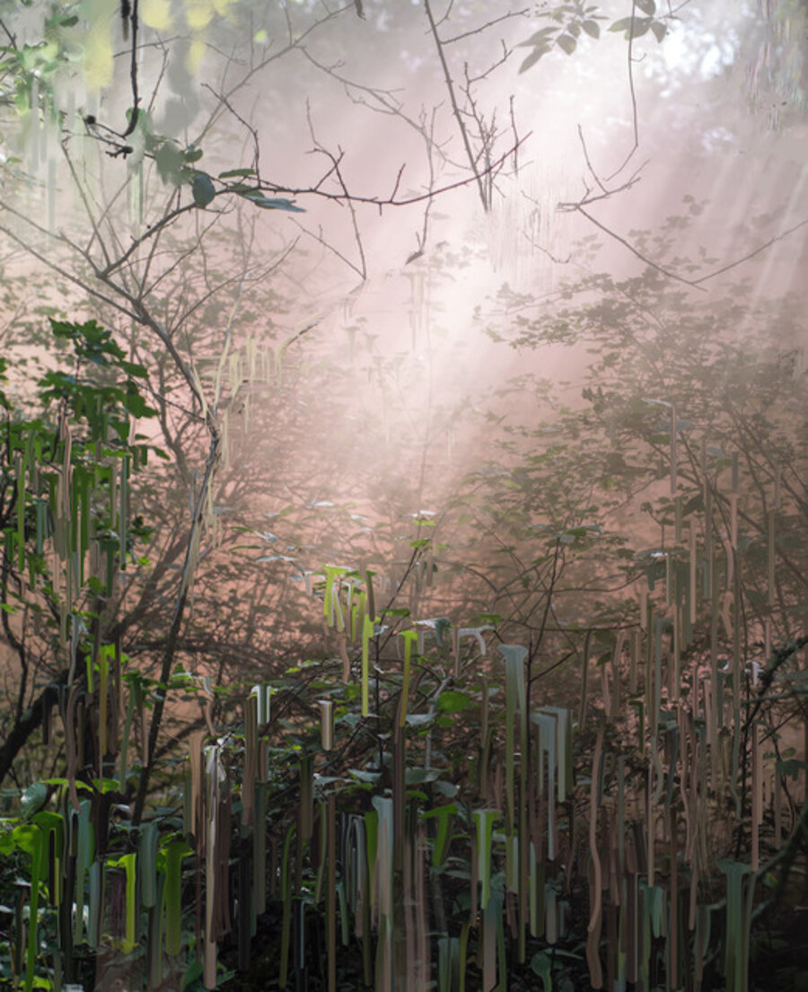 Untitled (Forest 16)