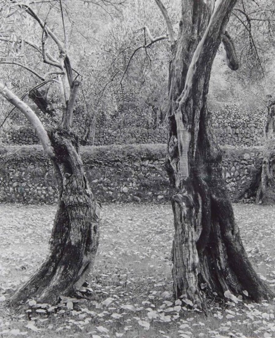 Dancing trees, Mallorca