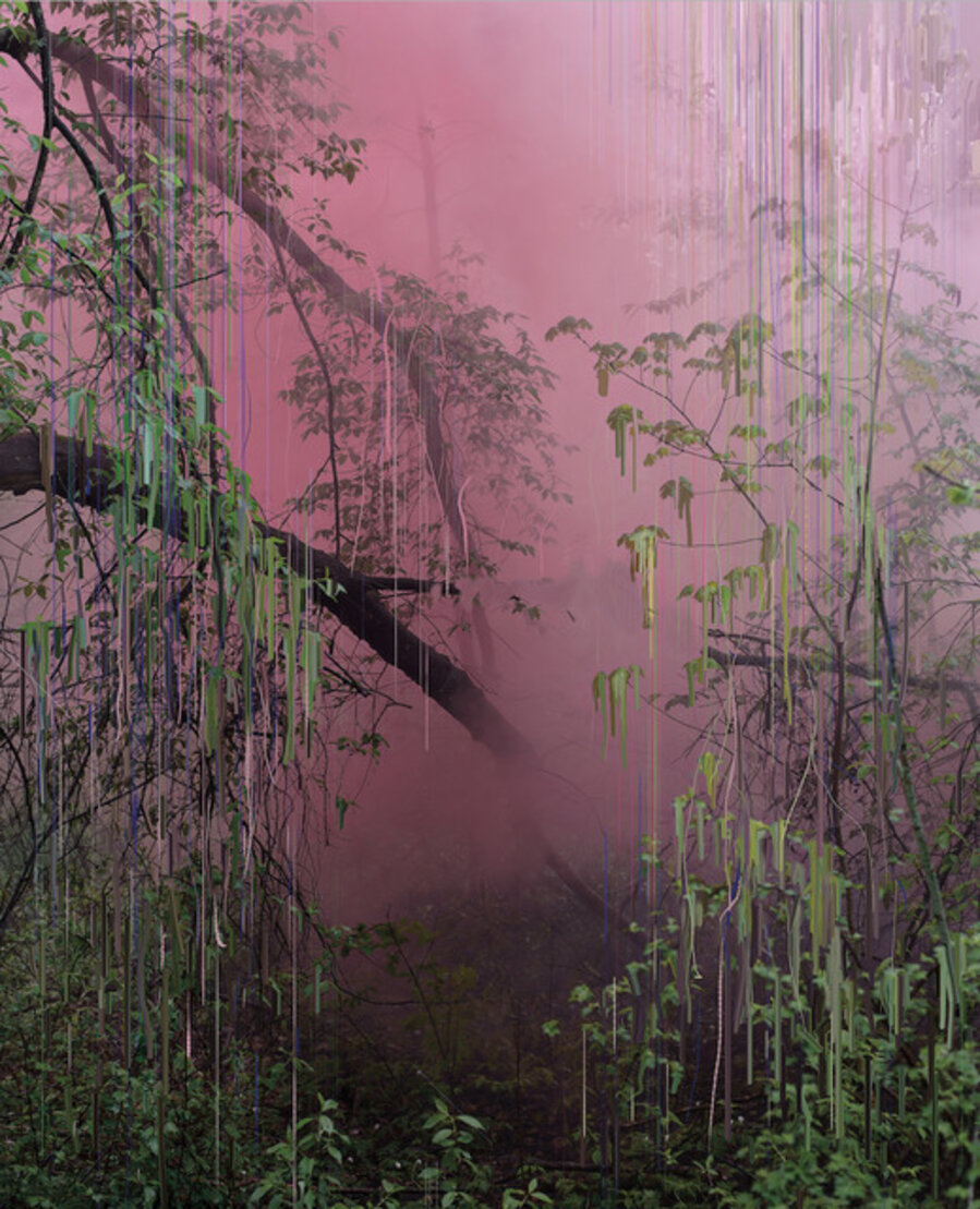 Untitled (Forest 17)