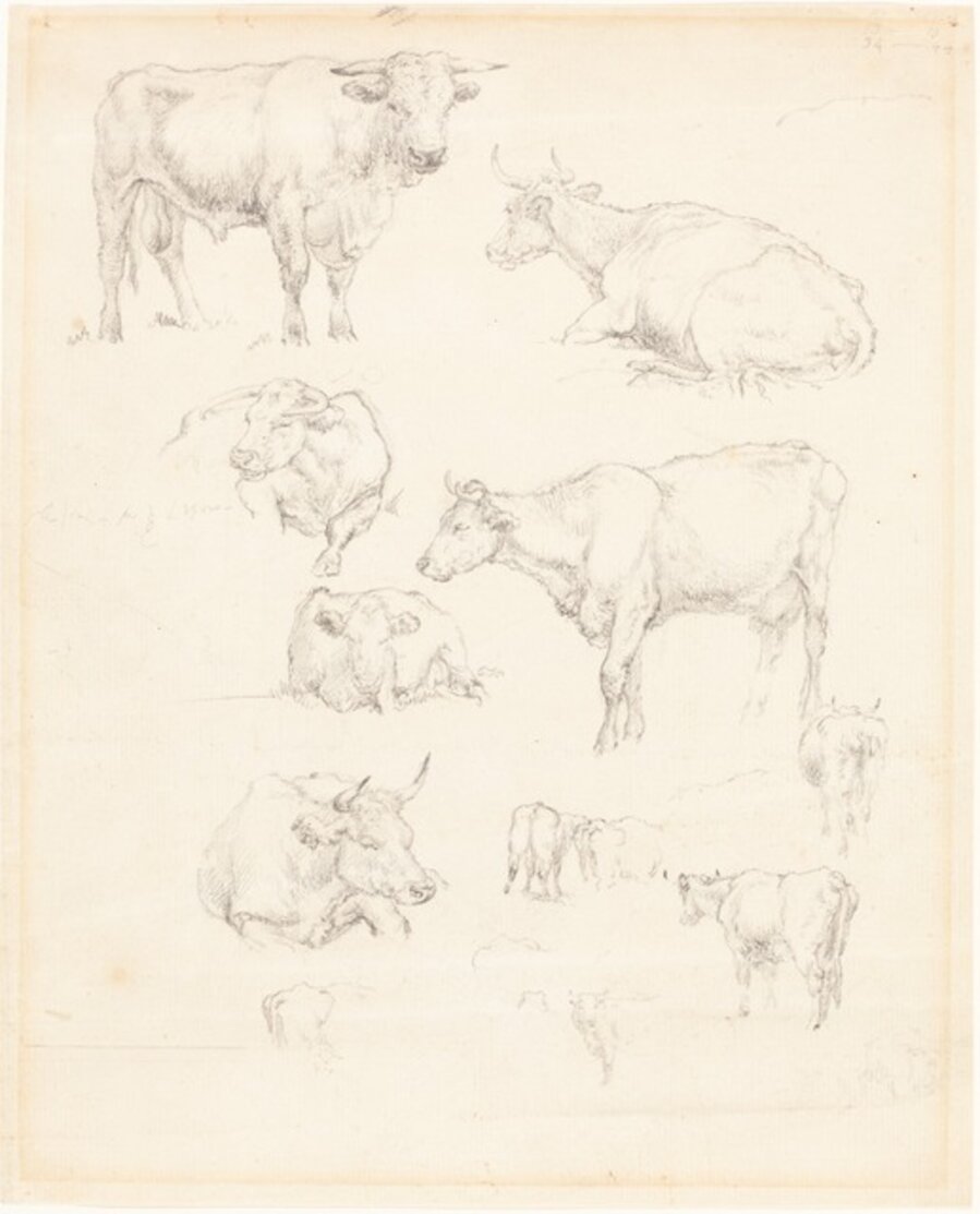 Studies of Cattle