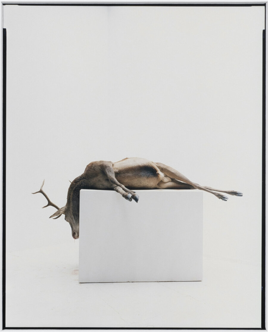 Sans titre (Cerfs, mouflon, daim, domaine de Belval)
