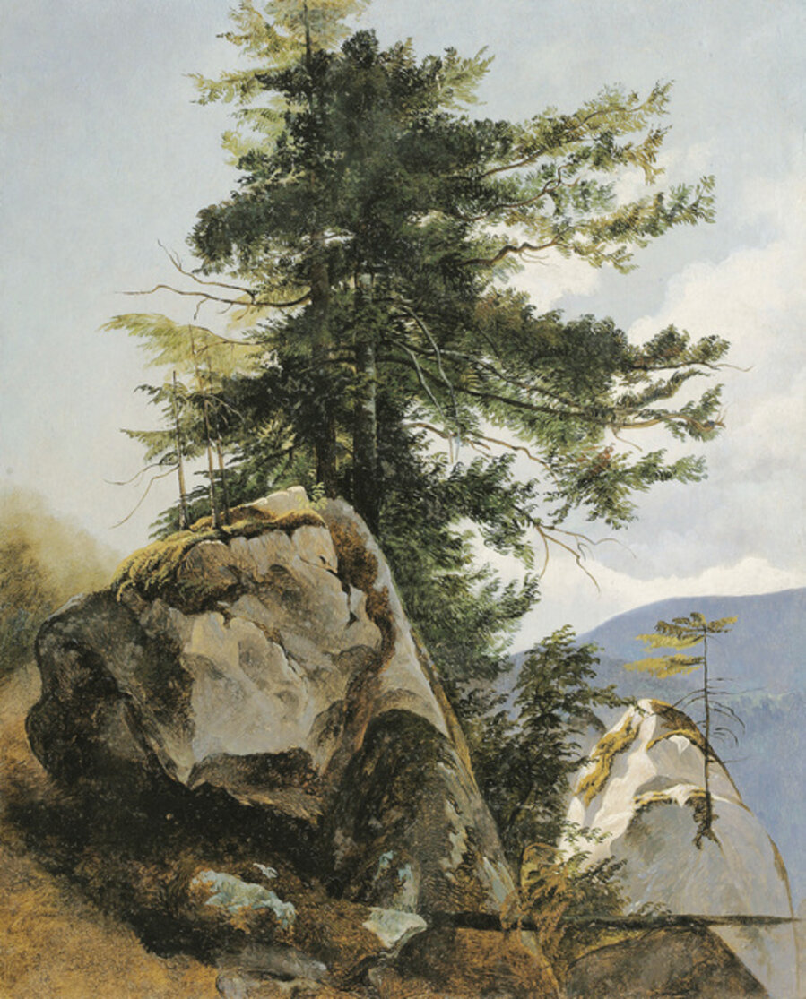 Study of a tree near Miesenbach