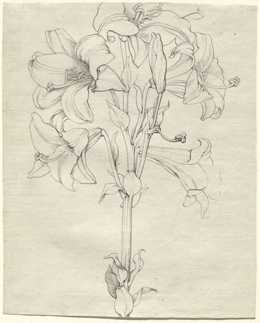 A Stalk of Lilies with Six Blooms
