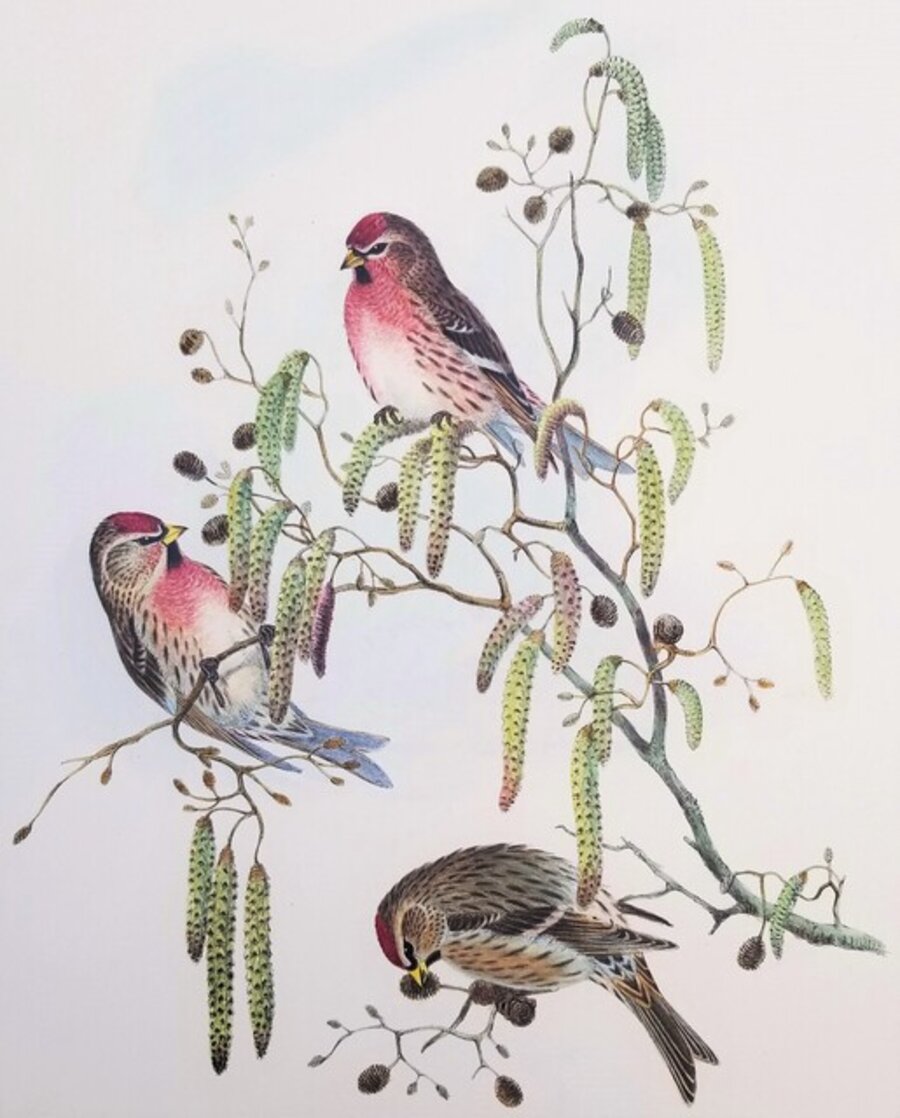 Aegiothus Linaria (Common Redpoll)