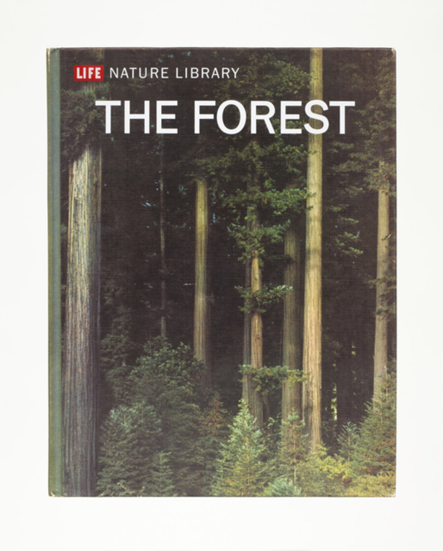 The Forest