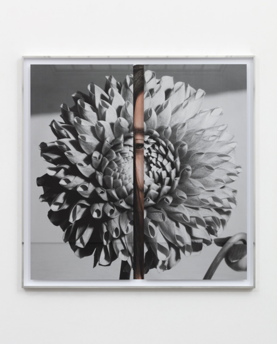 Hollywood Dahlia