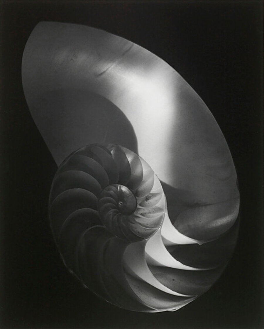 Nautilus Shell, Ipswich, MA