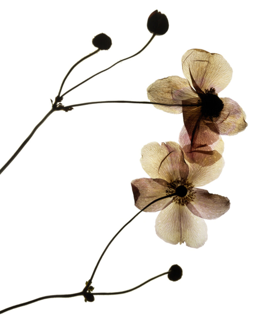 Plant n. 23, from the series "My Shadow’s Reflection"