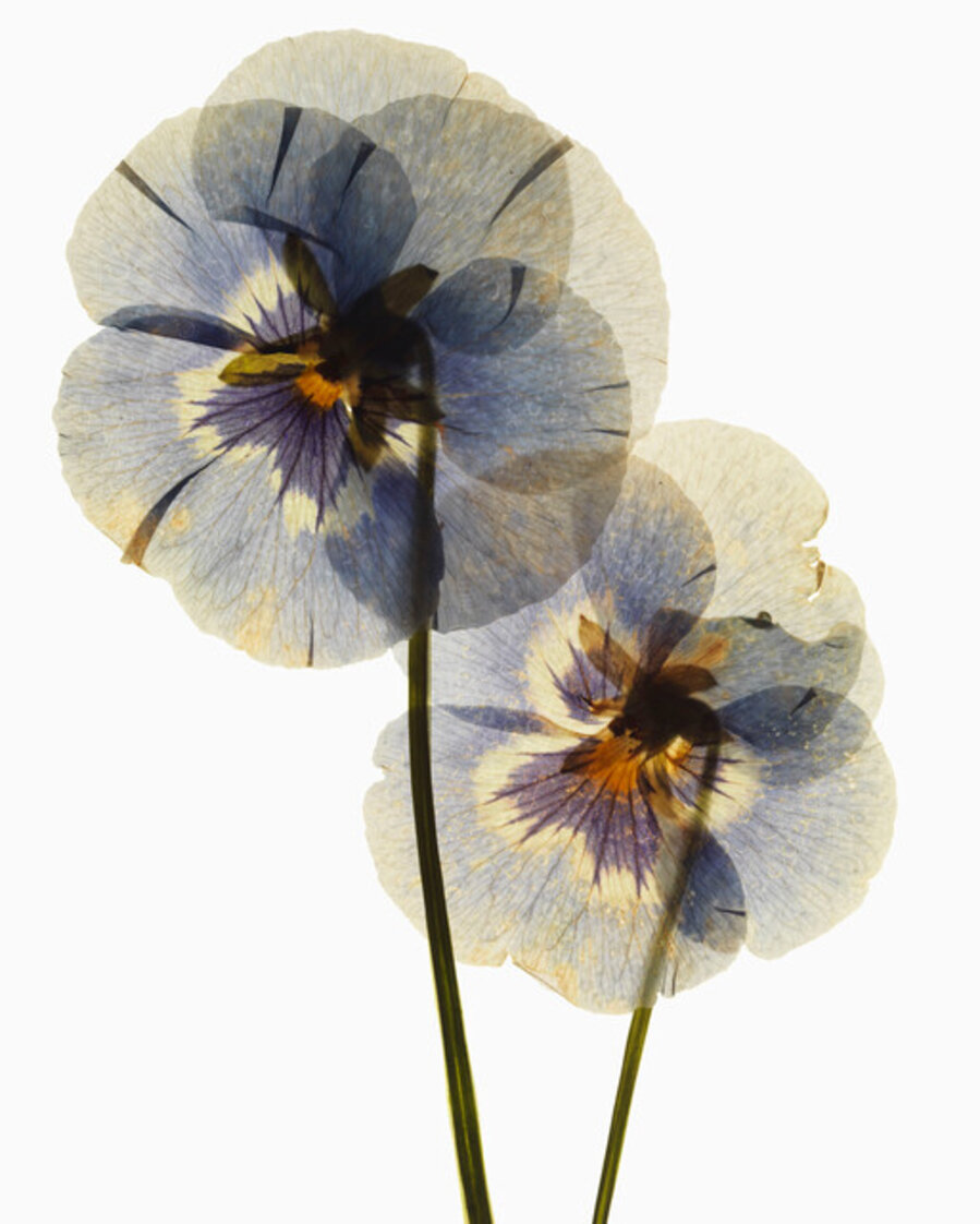 My Shadow's Reflection - Plants 16