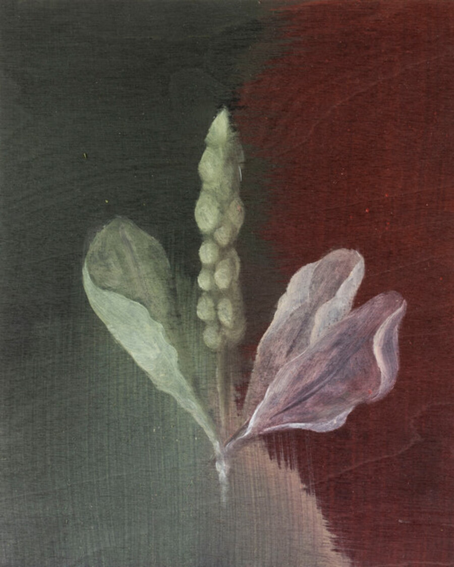 Plantain