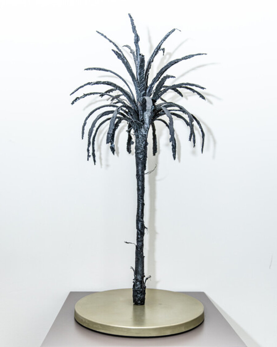 Black Palm 7