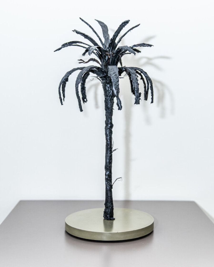 Black Palm 5