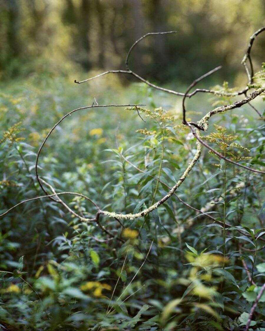 Stream Loop, Ed. 1/6