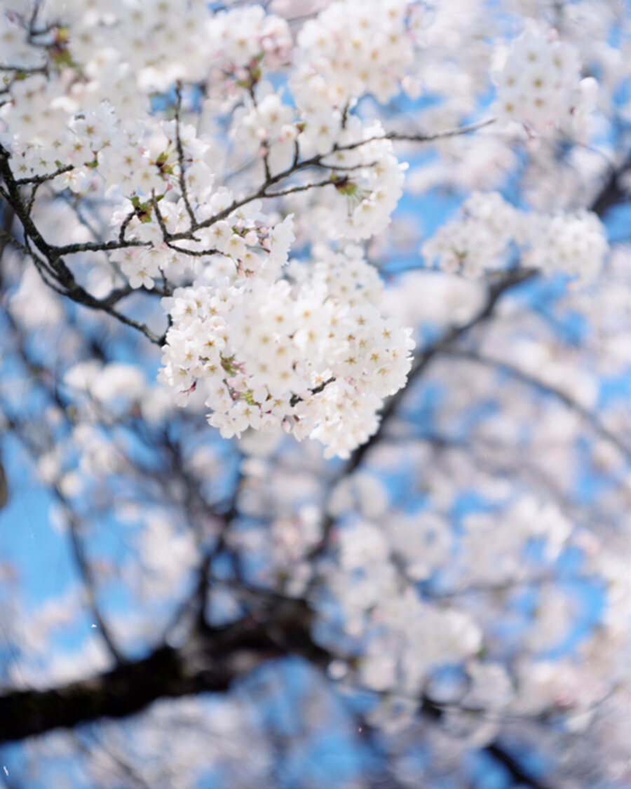 SAKURA 15,4-94