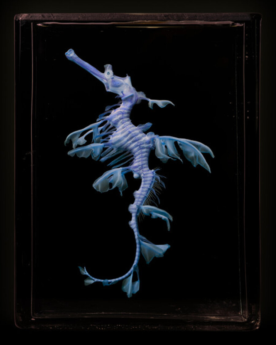 Sea Dragon L