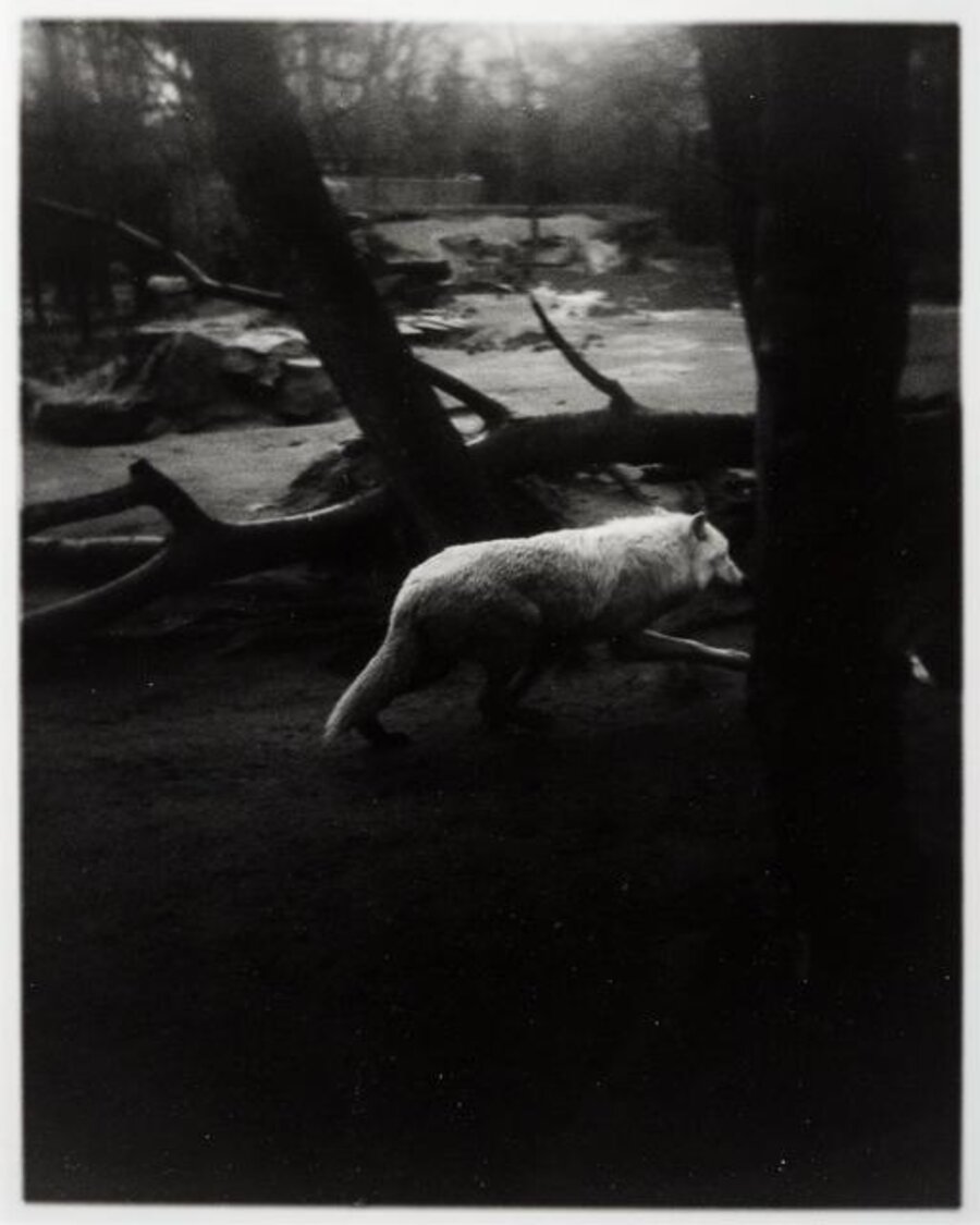 News of The Wolf (1) (Berlin Zoo)
